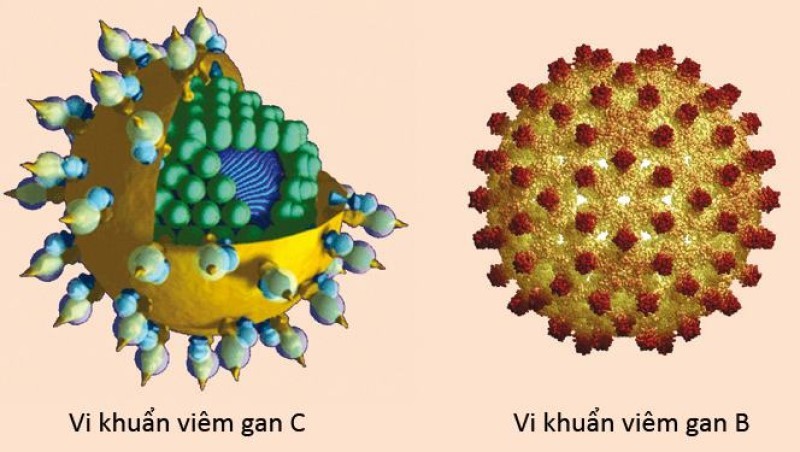 Virus viêm gan B và viêm gan C