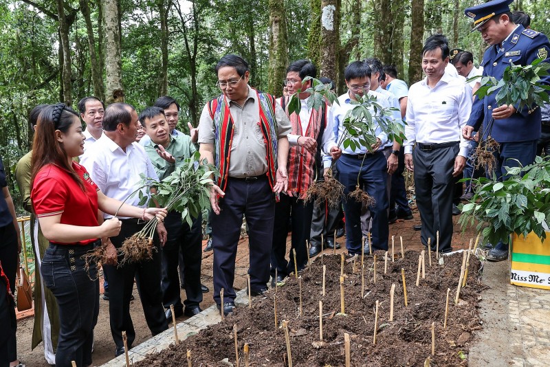 Đẩy mạnh liên kết, phát huy vai trò người dân trong sản xuất, chế biến sâm Ngọc Linh