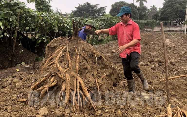 Có nhiều cách sơ chế cát căn