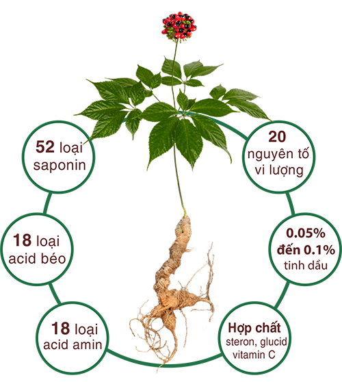 Sâm Ngọc Linh: Sâm quý hiếm và tốt nhất thế giới