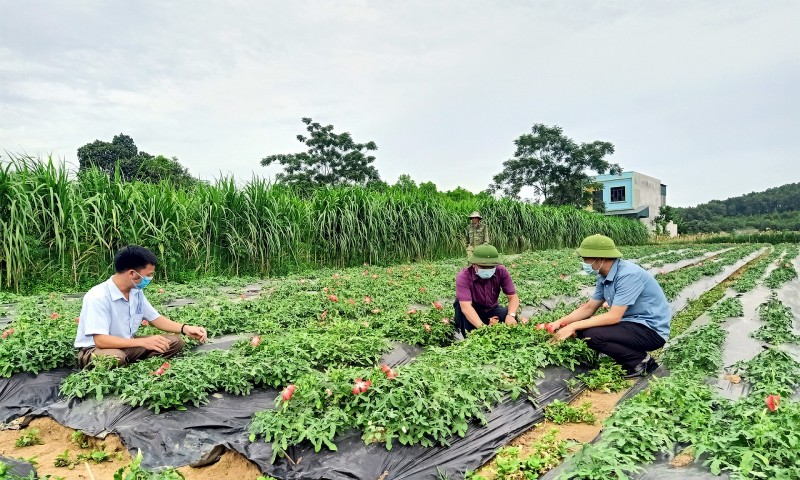 Hỗ trợ phát triển kinh tế dược liệu vùng đồng bào dân tộc thiểu số