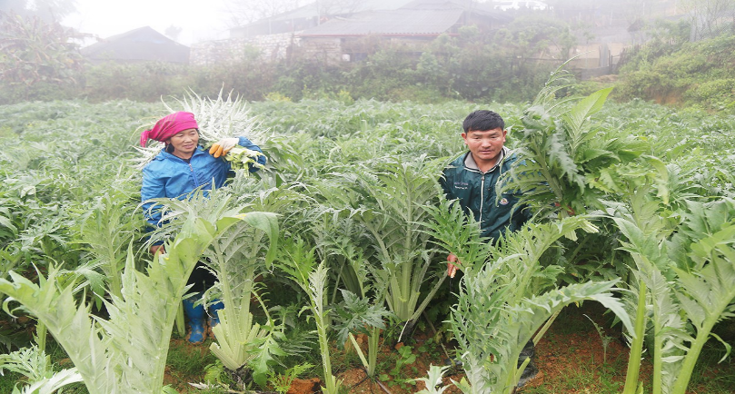 Phát triển nền Đông y, góp phần phát triển kinh tế, chăm sóc, bảo vệ, nâng cao sức khỏe Nhân dân trên địa bàn tỉnh Lào Cai