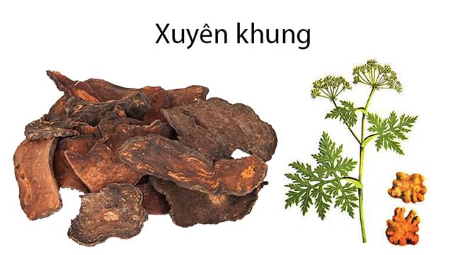 Xuyên khung - dược liệu lưu thông khí huyết, tán phong hàn, giảm đau