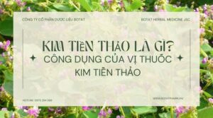 Kim tiền thảo là gì Công dụng của vị thuốc kim tiền thảo