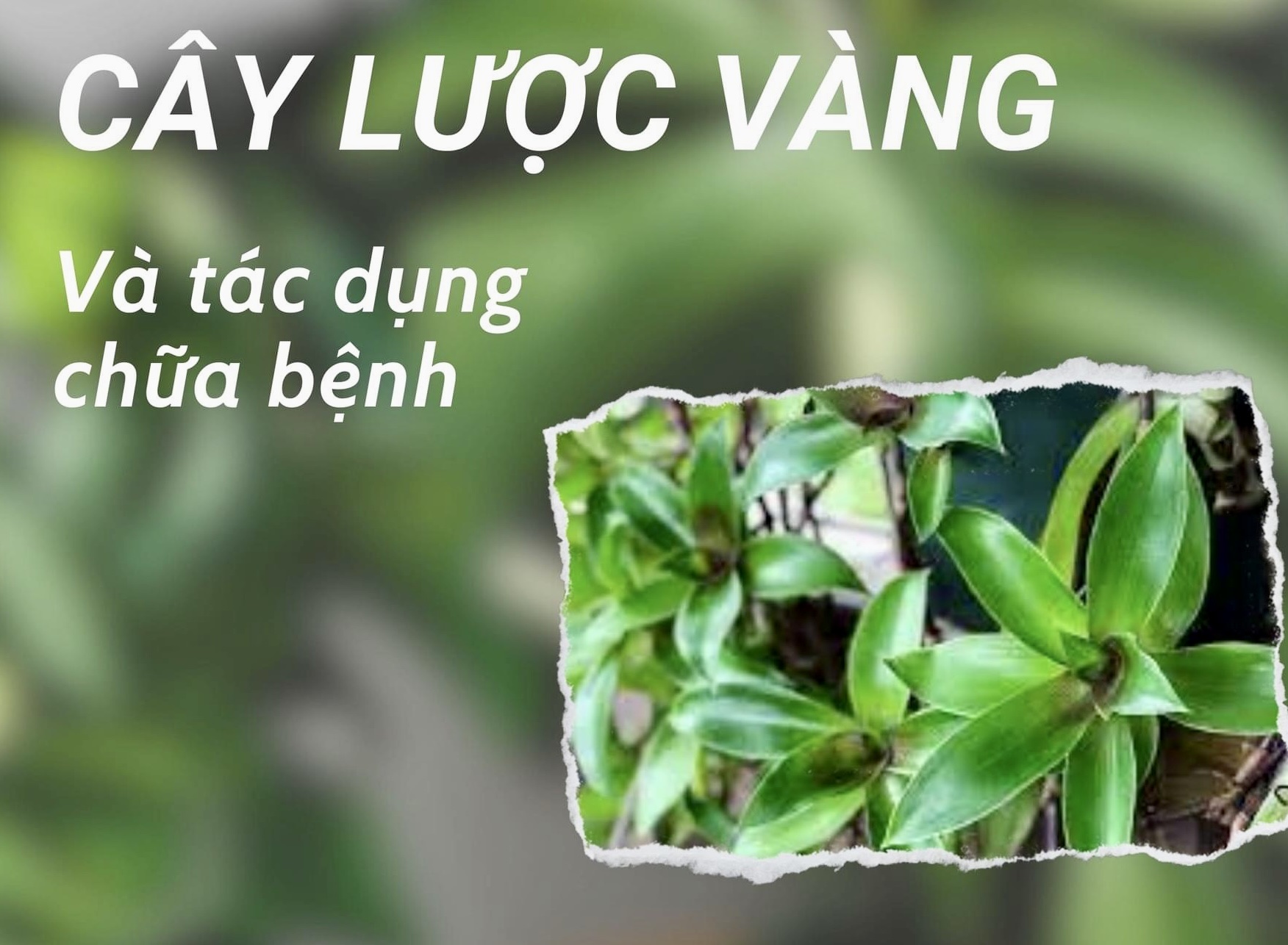 Cây lược vàng giúp ức chế tế bào ung thư, chữa gan nhiễm mỡ