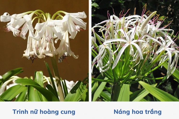 Trinh nữ hoàng cung có tác dụng gì?