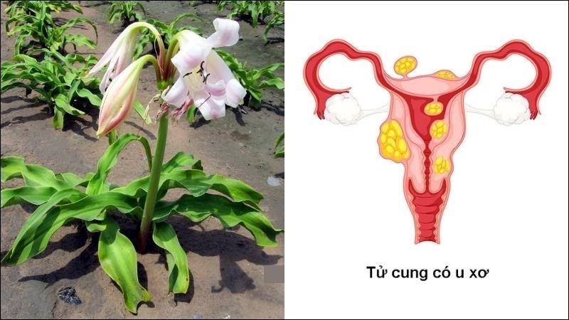 Trinh nữ hoàng cung có tác dụng gì?