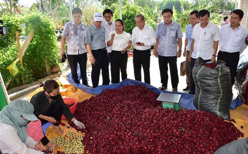 Xây dựng mô hình liên kết sản xuất và tiêu thụ sản phẩm có giá trị cao từ cây atiso đỏ