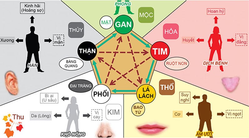 Chức năng của ngũ tạng trong cơ thể con người